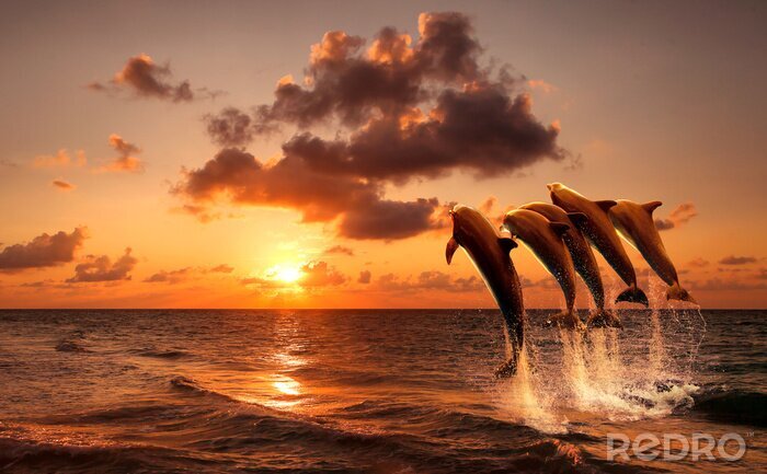 Poster  Beau coucher de soleil avec les dauphins sauter