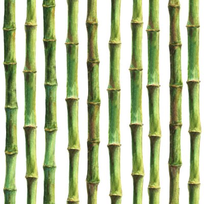 Poster  Beau dessin de bambou