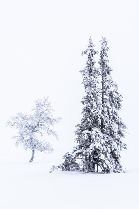 Poster  Beauté d'hiver