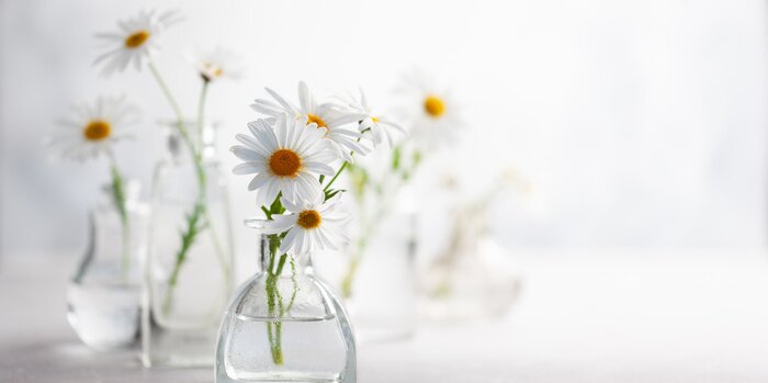 Poster  Beautiful daisy flowers in glass vases on light background. Floral composition in home interior.