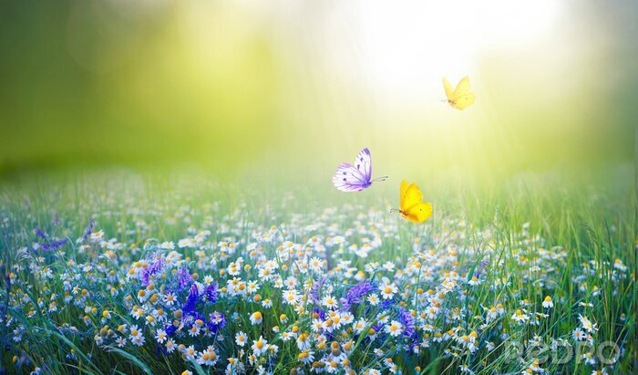 Poster  Beautiful field meadow flowers chamomile and violet wild bells and three flying butterflies in morning green grass in sunlight, natural landscape. Delightful pastoral airy fresh artistic image nature.