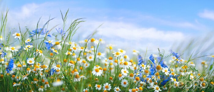 Poster  Beautiful field meadow flowers chamomile, blue wild peas in morning against blue sky with clouds, nature landscape, close-up macro. Wide format, copy space. Delightful pastoral airy artistic image.