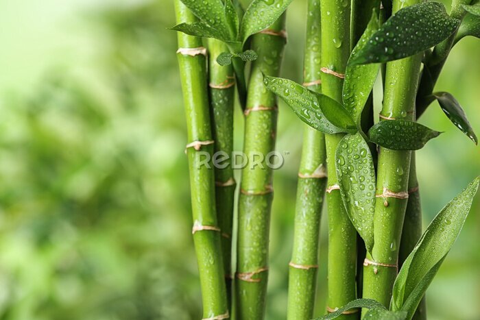 Poster  Beautiful green bamboo stems on blurred background