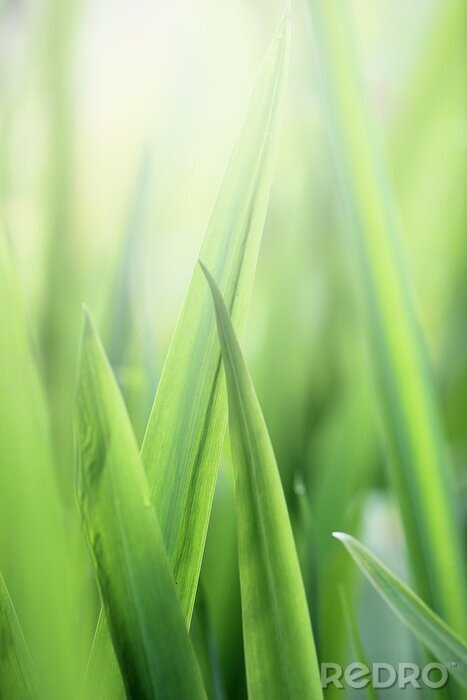 Poster  Beautiful nature background with close up green grass in summer or spring.