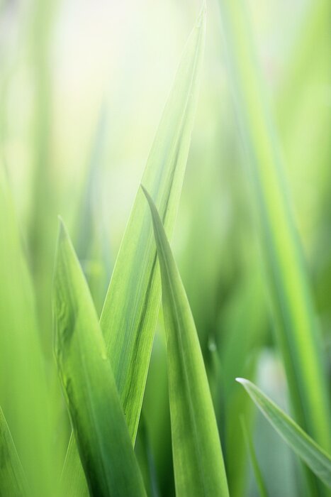 Poster  Beautiful nature background with close up green grass in summer or spring.