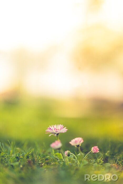Poster  Beautiful nature closeup meadow flowers, blurred natural background, forest in soft sunlight. Sunset nature landscape.Spring flower in the meadow,spring nature background