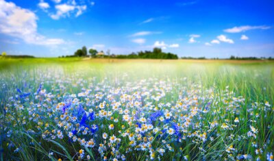 Beautiful pastoral natural spring summer landscape with daisies and blue bells in field against blue sky with white clouds on sunny day. Chamomile in meadow in nature, panoramic view.