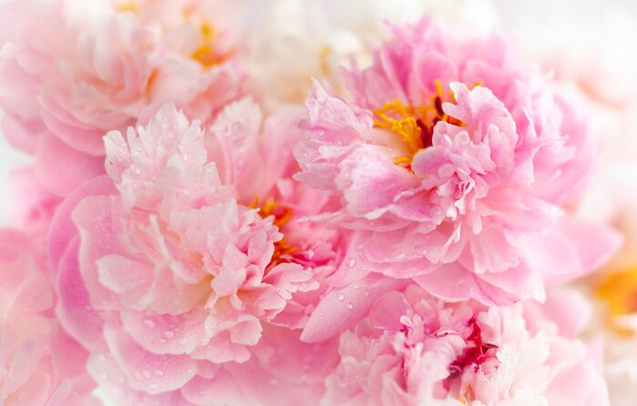 Poster  Beautiful peony flowers close-up, macro photography, soft focus. Spring or summer floral background.
