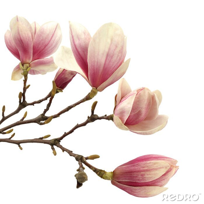Poster  Beaux magnolias