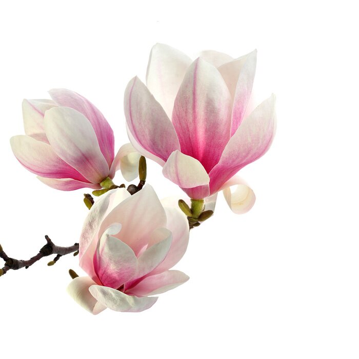 Poster  Beaux magnolias sur fond blanc
