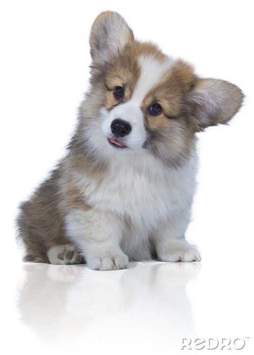 Poster  bébé chien