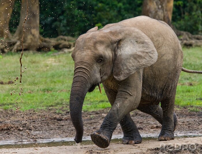 Poster  Bébé éléphant qui court