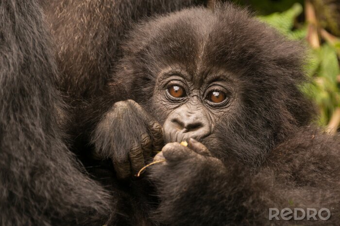 Poster  Bébé gorille tenue par la mère mâche branche