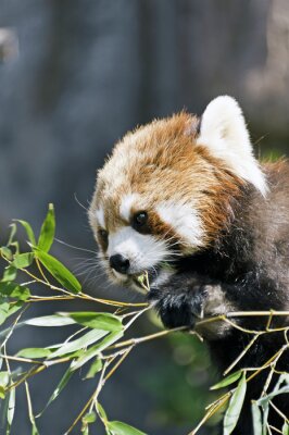 Poster  Bébé panda mangeant du bambou
