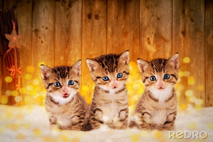 Poster  Bébés chats assis