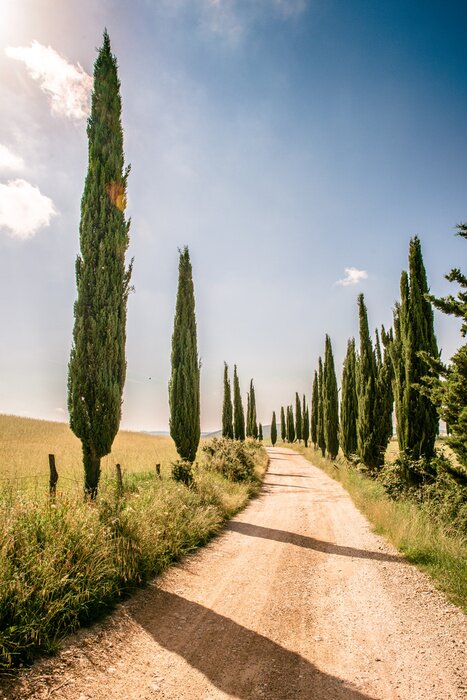 Poster  Belle avenue en Toscane