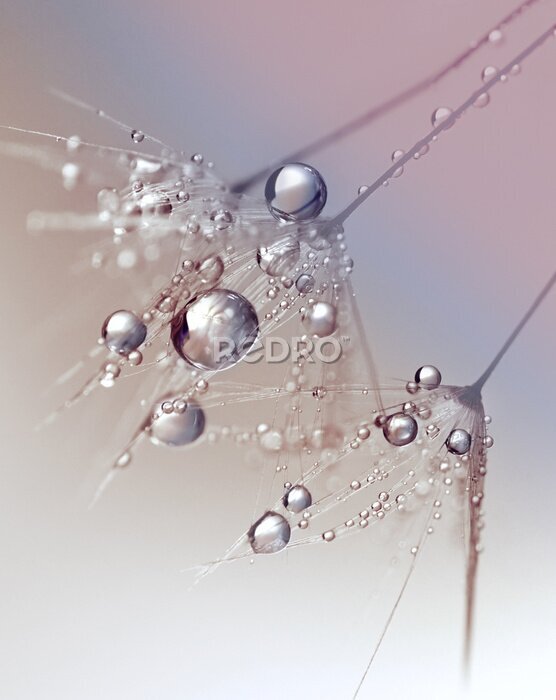 Poster  Belle gouttes de rosée sur une graine de pissenlit macro. Beau fond bleu. De grandes gouttes de rosée d'or sur un pissenlit de parachute. Formule d'image artistique souple douce rêveuse.