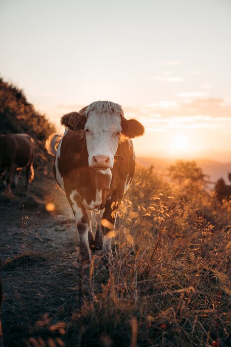 Poster  Bétail se promenant au coucher du soleil