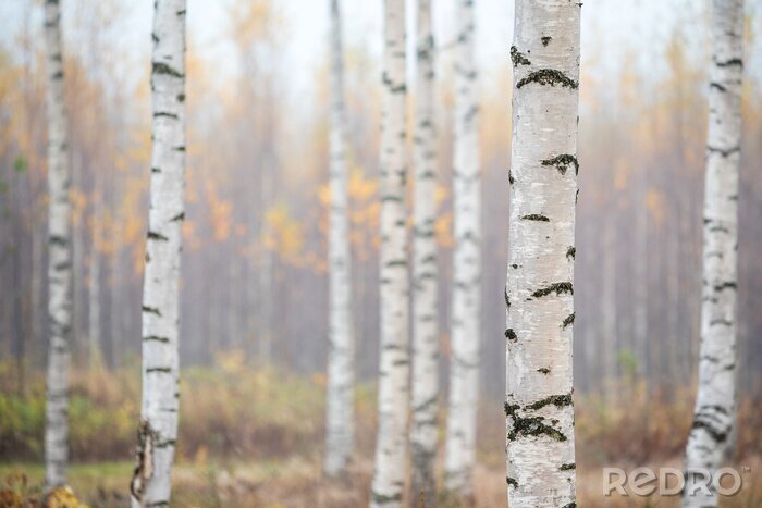 Poster  Birch forest in fog. Autumn view. Focus in foreground tree trunk.