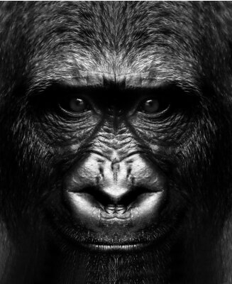 Poster  black and white portrait of a gorilla monkey close up.