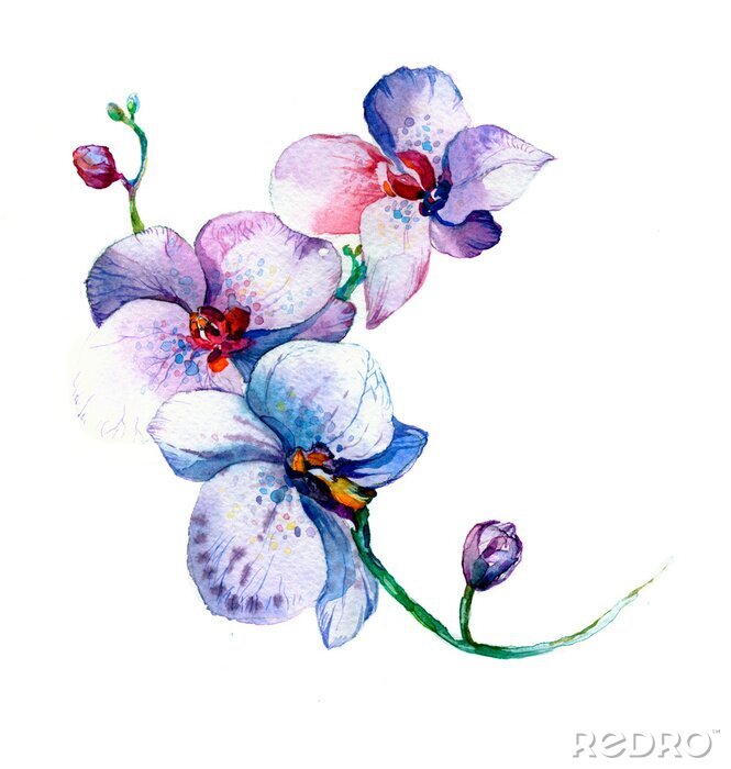 Poster  Blauwe delicate aquarel orchideebloemen