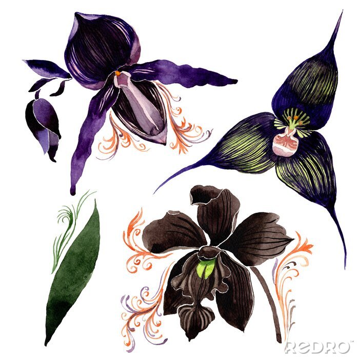 Poster  Blauwe orchideebloemen, zwart en paars