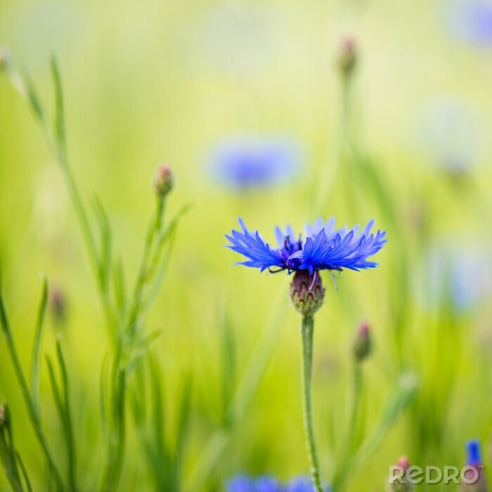 Poster  Bleuet en pleine nature
