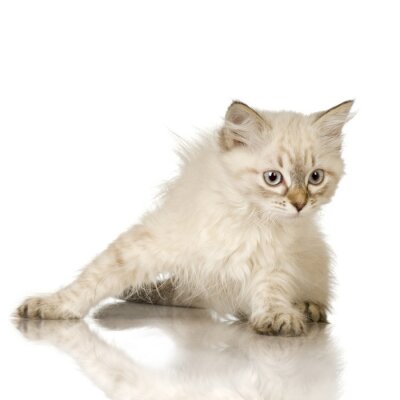 Blu-tabby-point Birman chaton devant un fond blanc