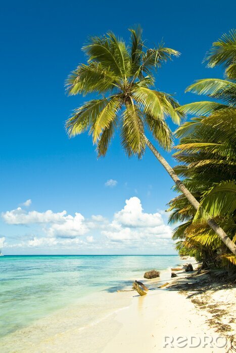 Poster  Bord de mer et palmiers verts