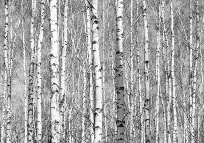 Bosquet dense de bouleaux