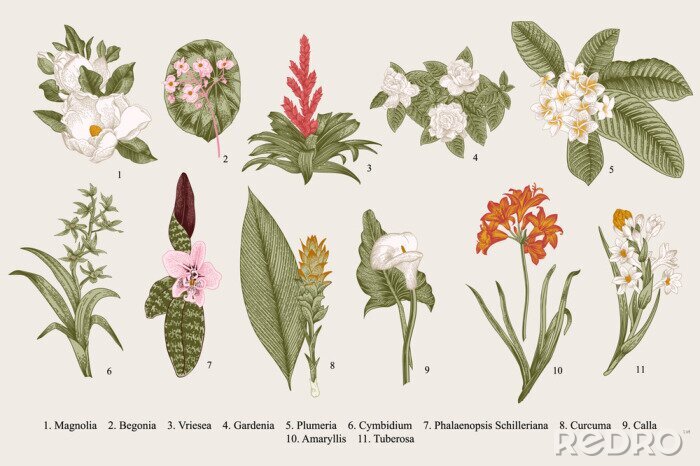 Poster  Botanique de fleurs de bégonia et de gardénia de magnolia