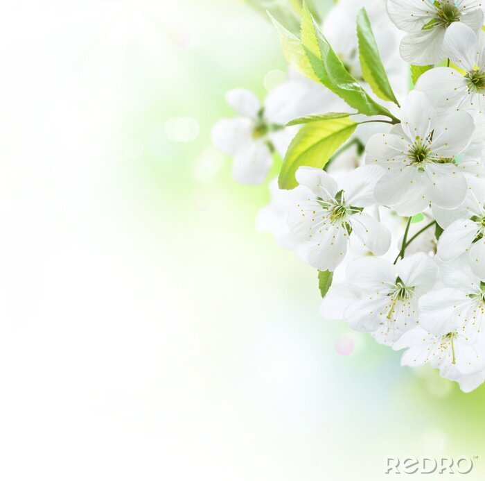 Poster  Botte de fleurs blanches