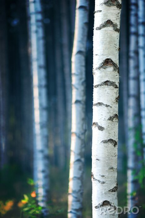 Poster  Bouleau en 3D sur fond d'arbre