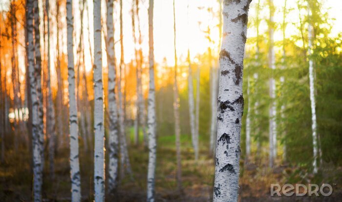 Poster  Bouleaux au coucher du soleil