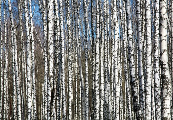 Poster  Bouleaux contre le ciel bleu