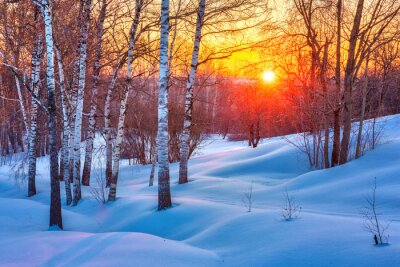 Poster  Bouleaux d'hiver illuminés par le soleil couchant