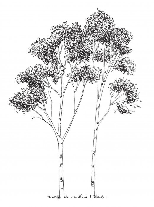 Poster  Bouleaux d'hiver le long d'une route pavée