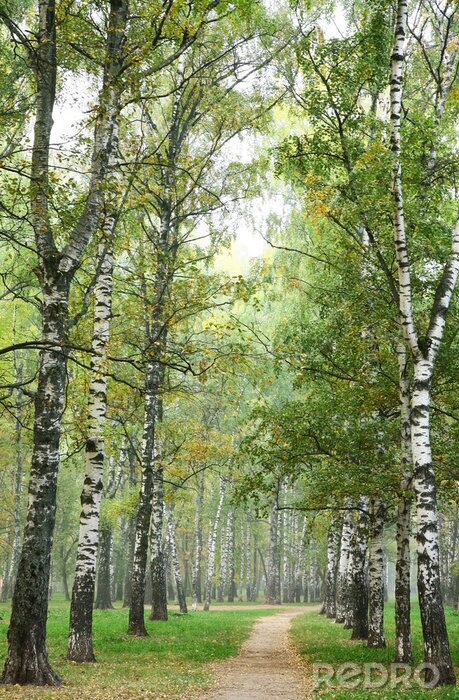 Poster  Bouleaux dans le parc en automne