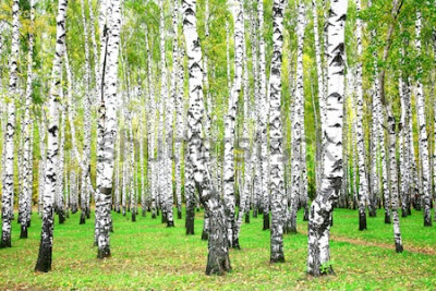 Poster  Bouleaux dans une charmante forêt