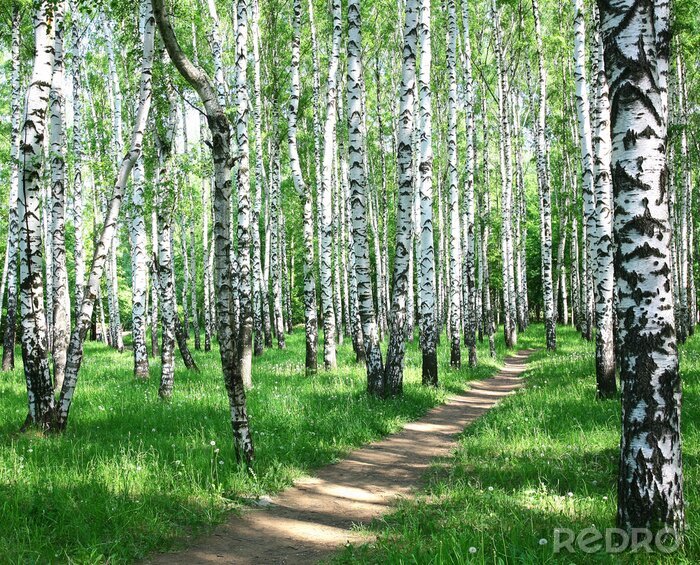 Poster  Bouleaux dans une prairie