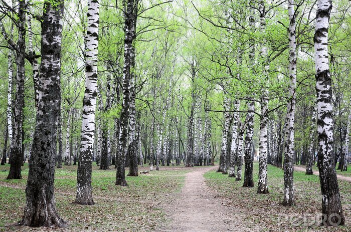 Poster  Bouleaux de printemps et chemin