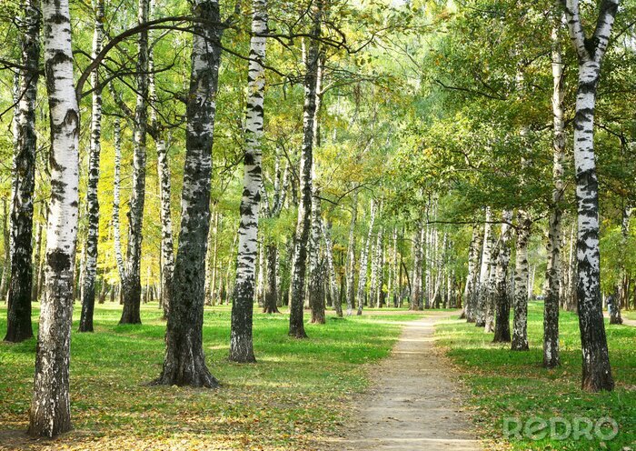 Poster  Bouleaux du parc