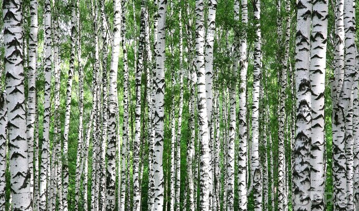 Poster  Bouleaux et brindilles vertes