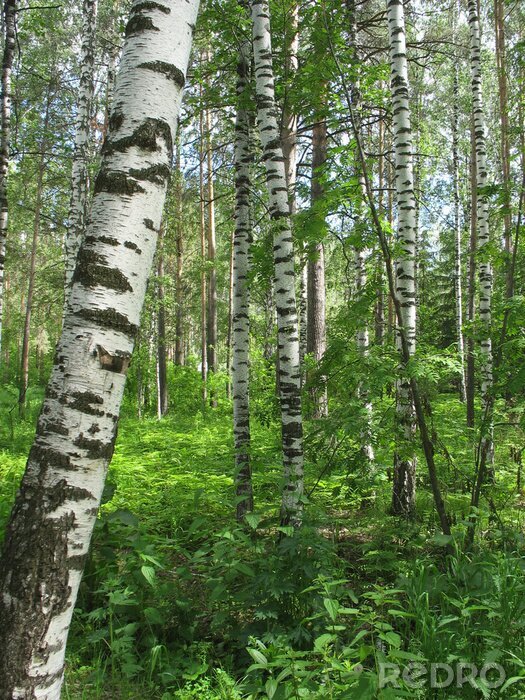 Poster  Bouleaux et verdure