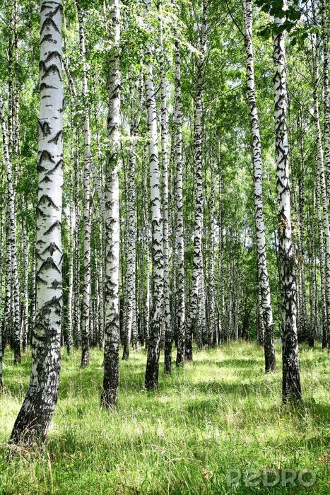 Poster  Bouleaux noirs et blancs et soleil