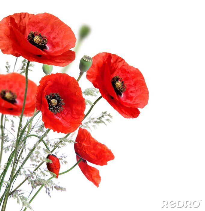 Poster  Bouquet de coquelicots