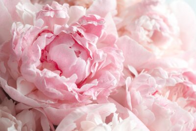 Bouquet de pivoines couleur rose
