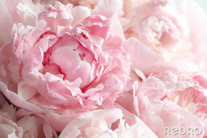 Poster  Bouquet de pivoines couleur rose