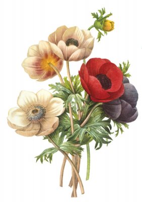 Poster  Bouquet de plantes des champs en fleurs