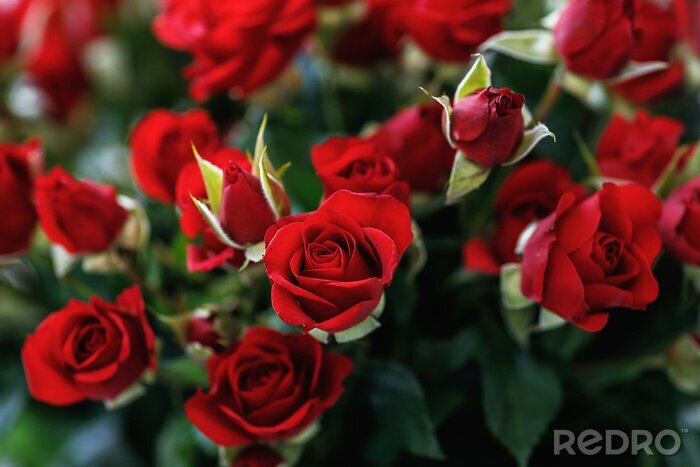 Poster  Bouquet de roses carmin sur gros plan